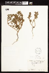 Polygonum achoreum image