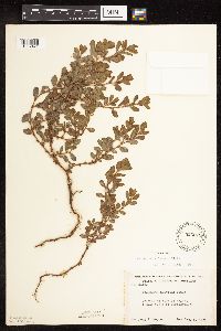 Polygonum achoreum image