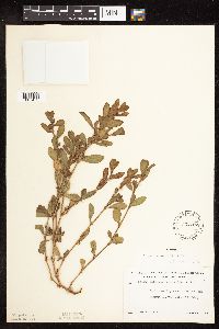 Polygonum achoreum image