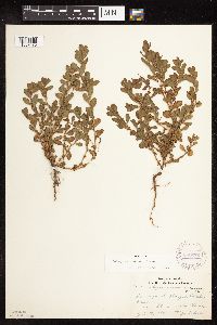 Polygonum achoreum image