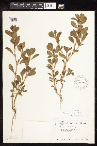 Polygonum achoreum image