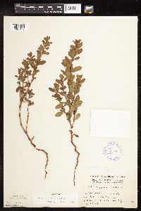 Polygonum achoreum image