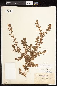 Polygonum achoreum image
