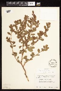 Polygonum achoreum image