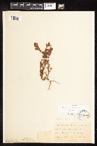 Polygonum achoreum image