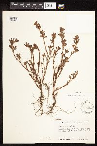 Polygonum achoreum image