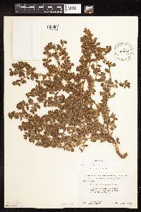 Polygonum achoreum image