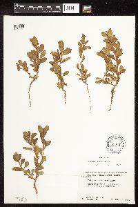 Polygonum achoreum image