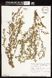 Polygonum achoreum image