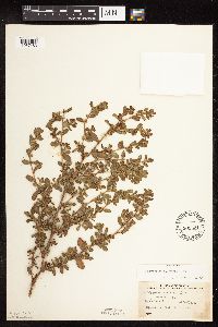 Polygonum achoreum image