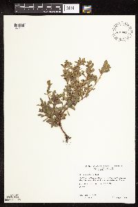 Polygonum achoreum image