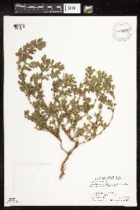 Polygonum achoreum image