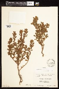 Polygonum achoreum image