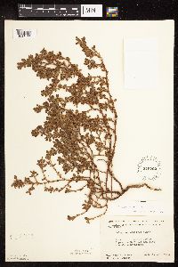 Polygonum achoreum image