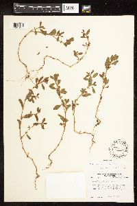 Polygonum achoreum image