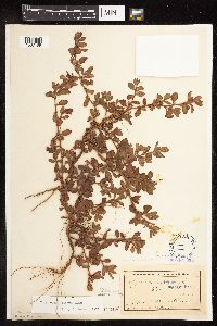 Polygonum achoreum image