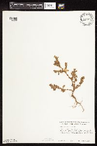 Polygonum achoreum image