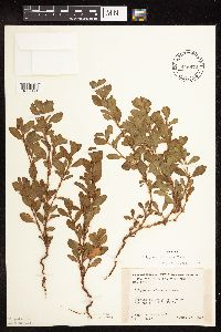 Polygonum achoreum image