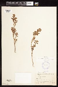 Polygonum achoreum image