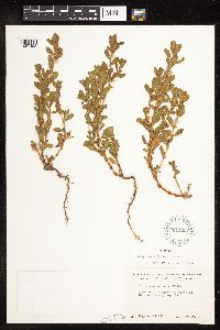 Polygonum achoreum image