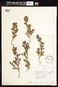 Polygonum achoreum image