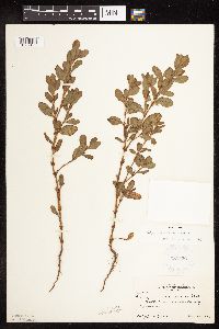 Polygonum achoreum image