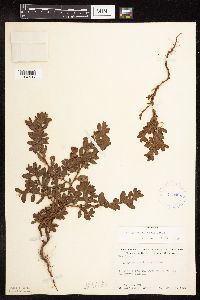 Polygonum achoreum image