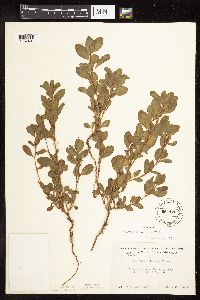 Polygonum achoreum image