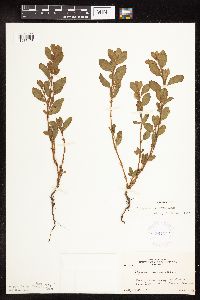 Polygonum achoreum image