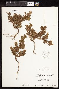 Polygonum achoreum image
