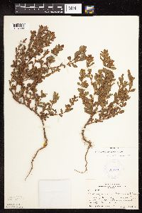 Media resource of Polygonum achoreum