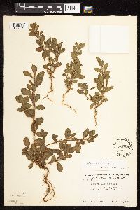 Polygonum achoreum image