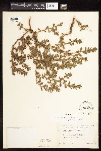 Polygonum achoreum image
