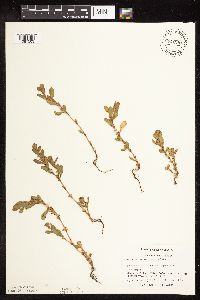 Polygonum achoreum image