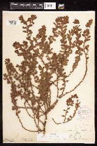 Polygonum achoreum image