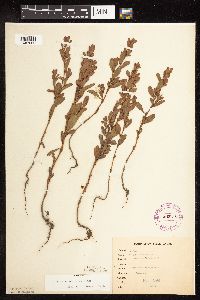 Polygonum achoreum image