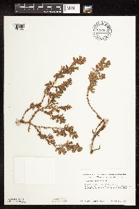 Polygonum achoreum image