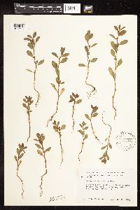 Polygonum achoreum image