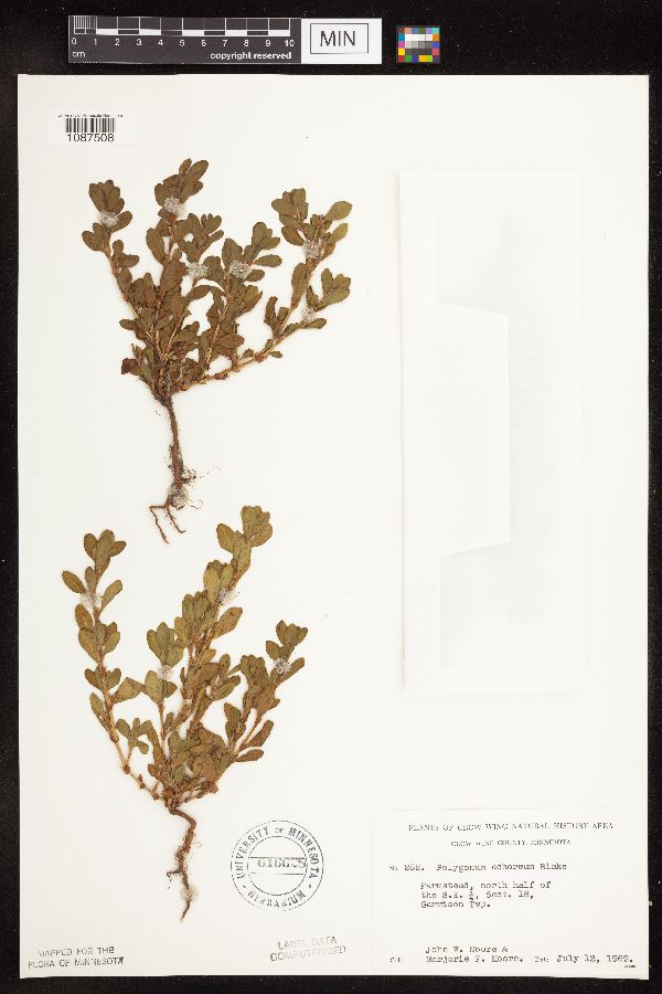 Polygonum achoreum image