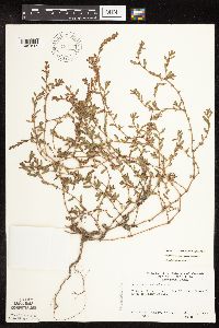 Polygonum aviculare image