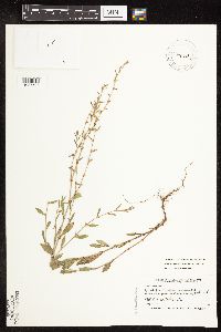 Polygonum aviculare image