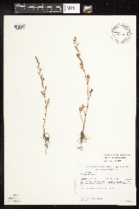 Polygonum aviculare image