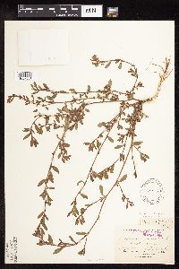 Polygonum aviculare image