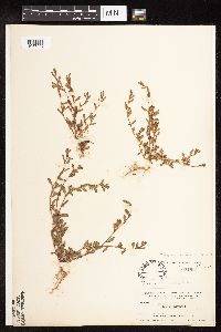 Polygonum aviculare image