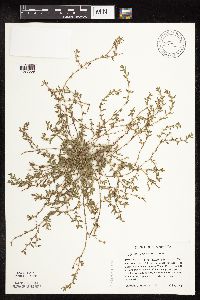 Polygonum aviculare image