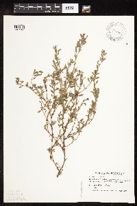 Polygonum aviculare image