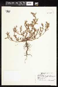 Polygonum aviculare image