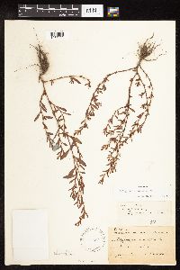 Polygonum aviculare image