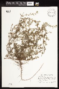 Polygonum aviculare image