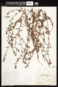 Polygonum aviculare image